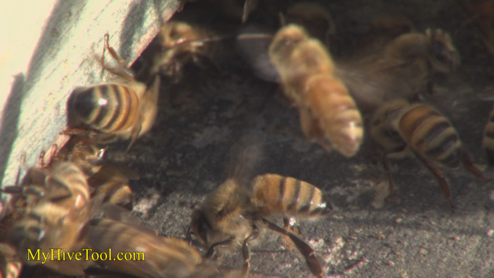Worker Honey Bees-video