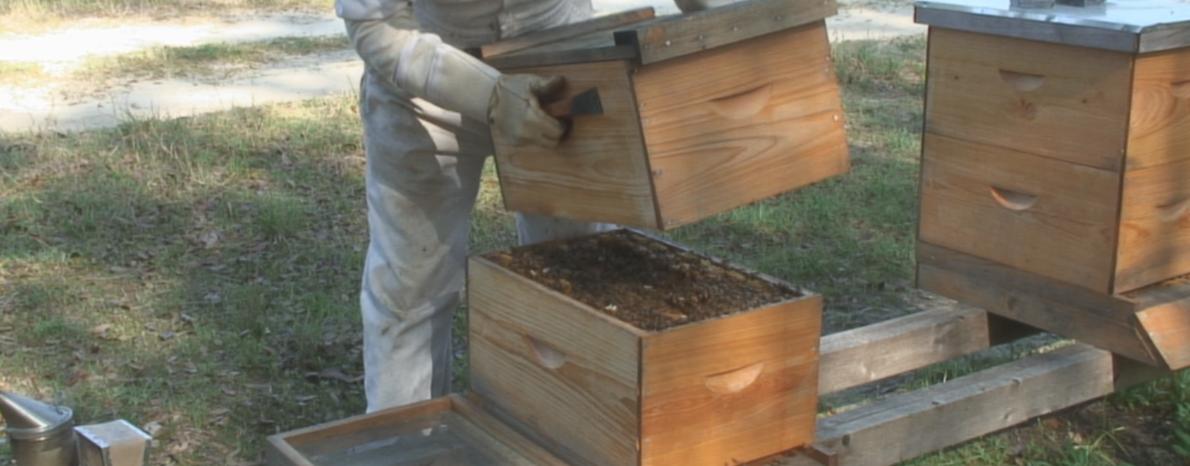 beekeeping classes